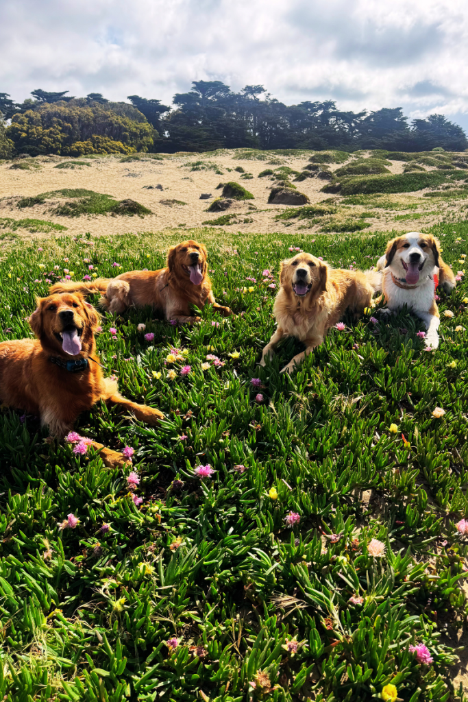Top 5 Reasons to Hire a Professional Dog Poop Removal Service in the Bay Area